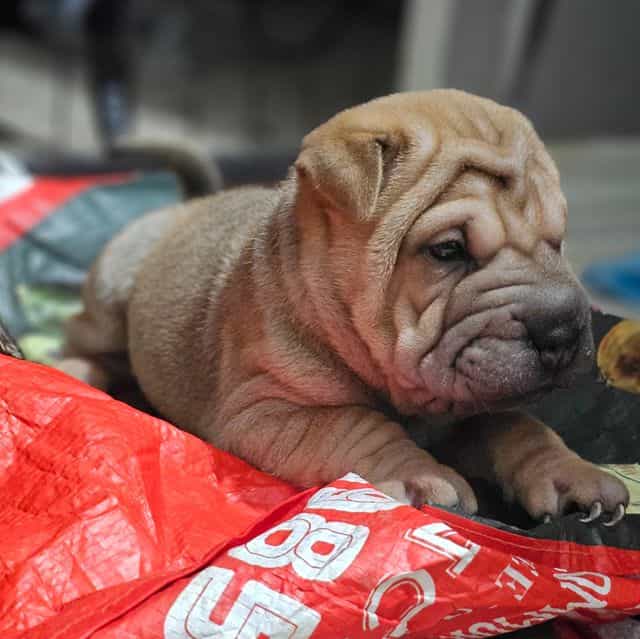 Spaghetti - Chinese Shar-Pei Female