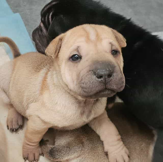 Ravioli - Chinese Shar-Pei Female