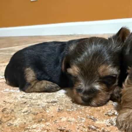 Boy 1 - Yorkshire Terrier Male