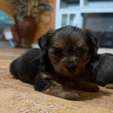 Boy 2 - Yorkshire Terrier Male