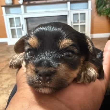 Boy 1 - Yorkshire Terrier Male