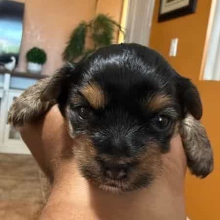 Boy 2 - Yorkshire Terrier Male