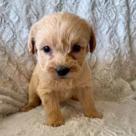 BLUE BOY - F1B - Goldendoodle Male