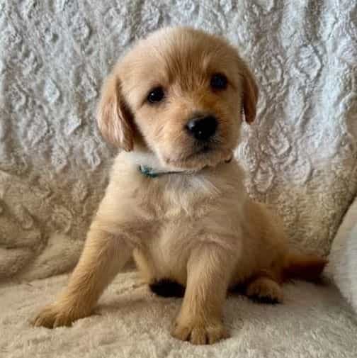 DARK GREEN - F1 - Goldendoodle Male