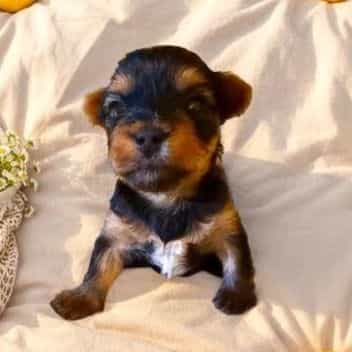 July  - Yorkshire Terrier Female