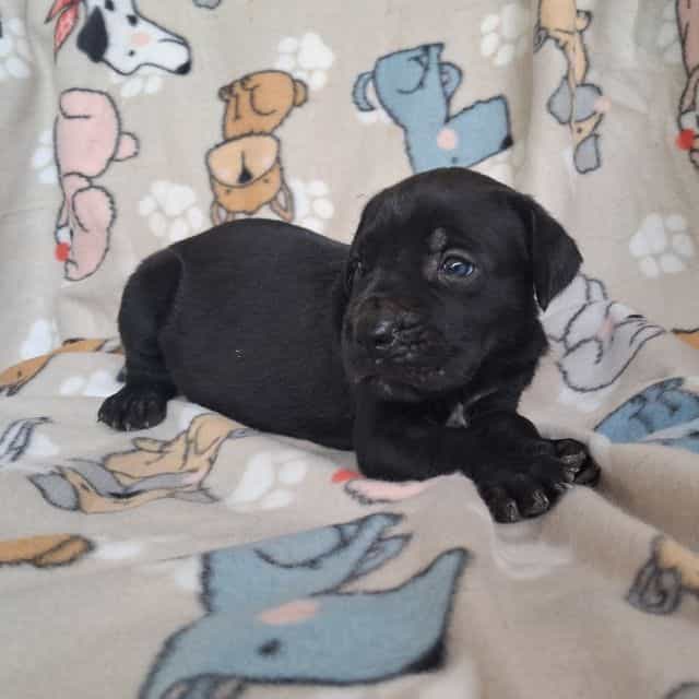 Black Male - Cane Corso Male