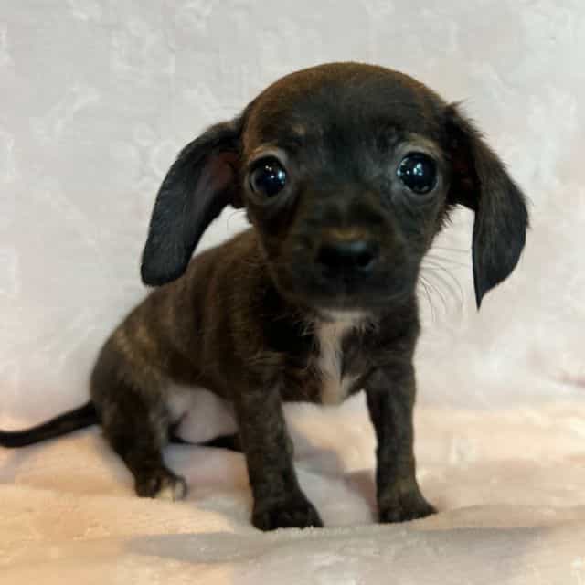 Baby Beatrice~! - Chiweenie Female