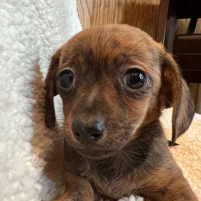 Fun Lil Bella~! - Chiweenie Female