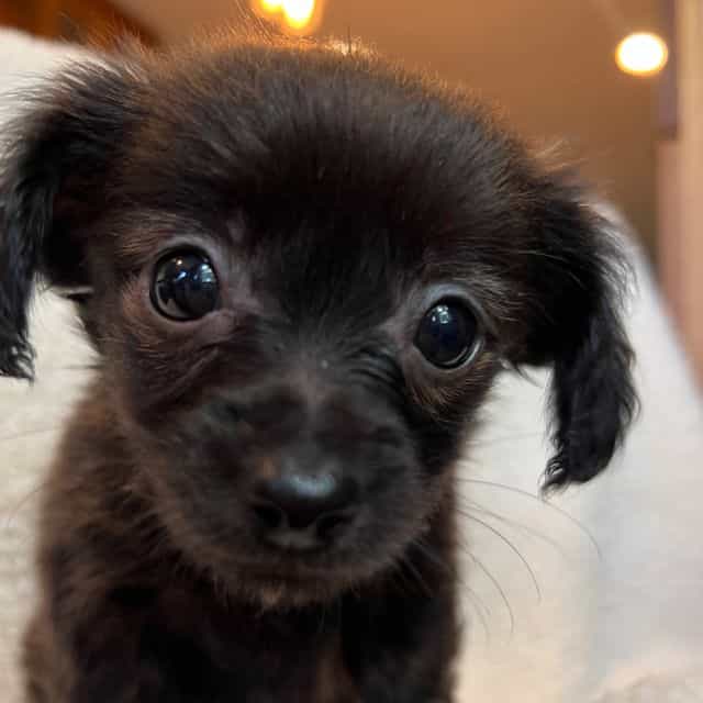 Tiny Lil Beau~! - Chiweenie Male