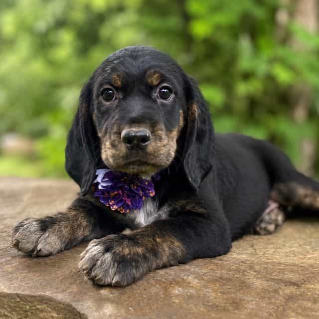 Lola - Springador Female