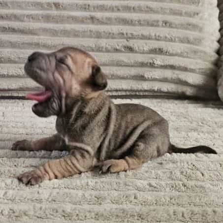 Tortellini - Chinese Shar-Pei Female