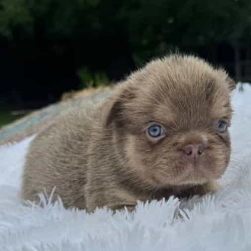 Bubbles - French Bulldog Female