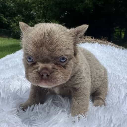 Pearl - French Bulldog Female