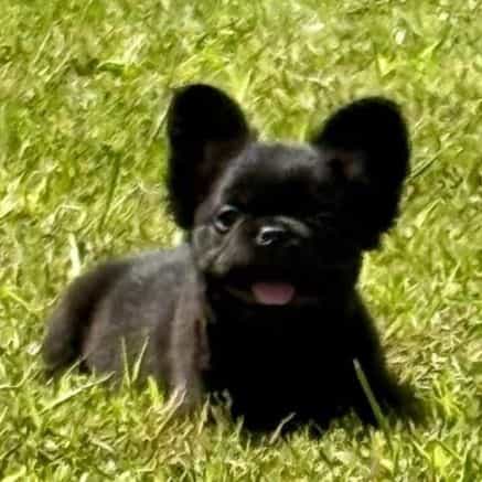 Hope - French Bulldog Female