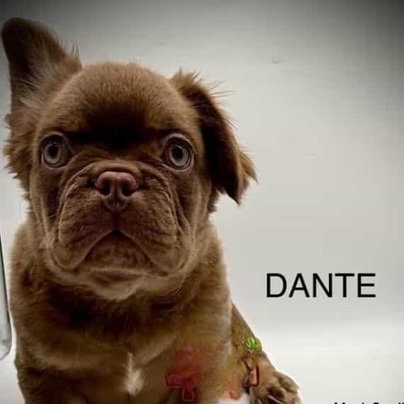 Dante - French Bulldog Male