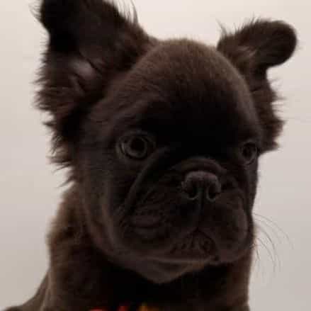 Russel stover - French Bulldog Male