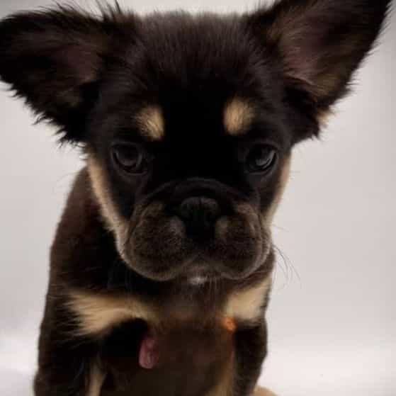Bertha - French Bulldog Female