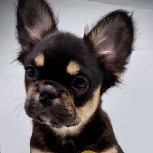 Frenchie - French Bulldog Female