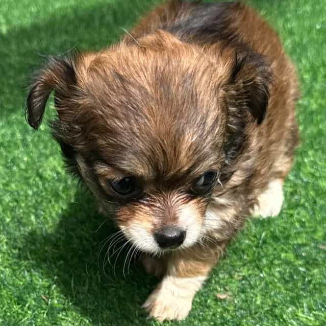Misty - Chihuahua Female