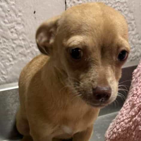 Lizzie - Chihuahua Female