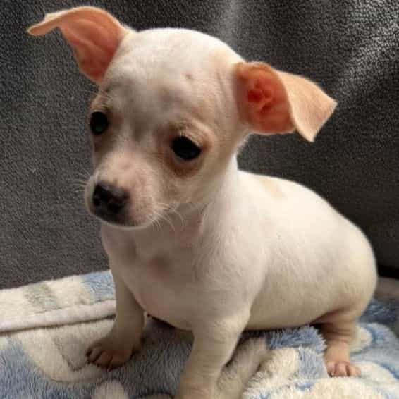 Dylan - Chihuahua Male