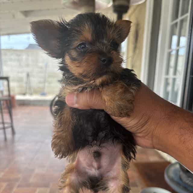 Macho - Yorkshire Terrier Male