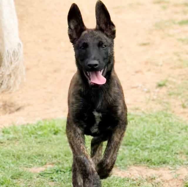 Ruger - Dutch Shepherd Male