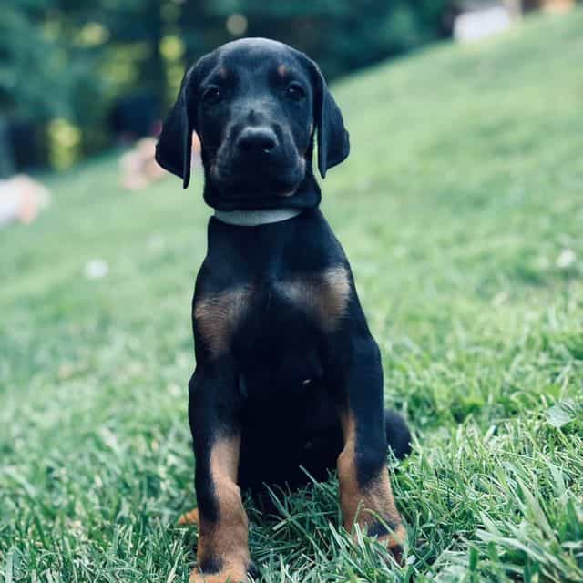 Ghost - Doberman Pinscher Male
