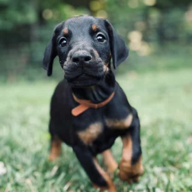 Kodiak - Doberman Pinscher Male