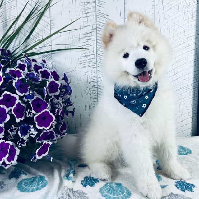 Cosmo - Samoyed Male