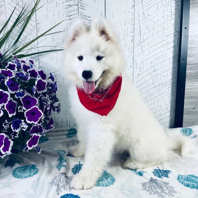 Sunny - Samoyed Male