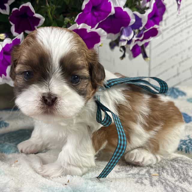 Nugget - Shih Tzu Male