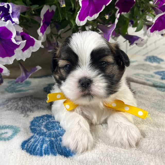 Alfie - Shih Tzu Male