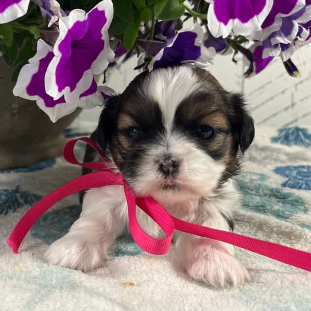 Twinkle Reserve - Shih Tzu Female
