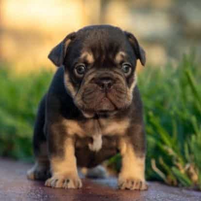 Audrey - French Bulldog Female