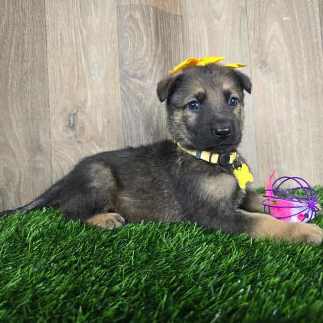 Hannah - German Shepherd Dog Female