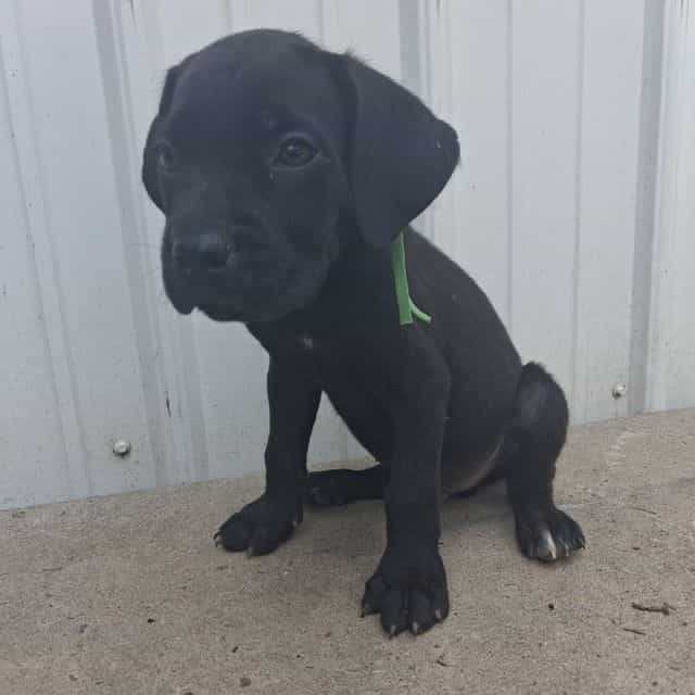 Green collar  - Cane Corso Male