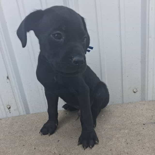 Blue collar  - Cane Corso Male