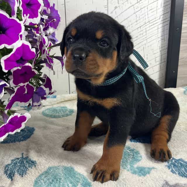 Bruno Reserved - Rottweiler Male