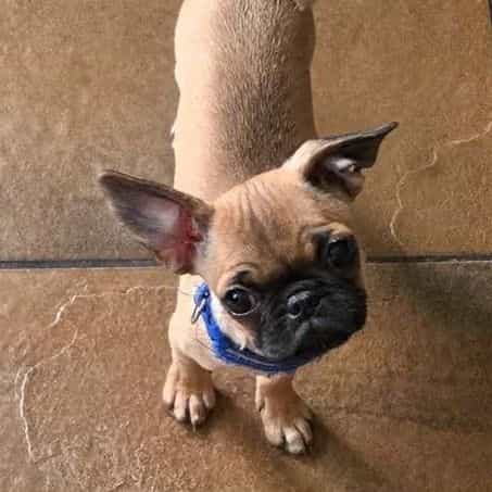 Yoda - Frenchton Male