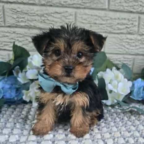 Neeko - Yorkshire Terrier Male