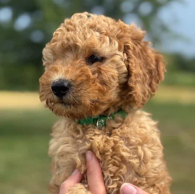 GREENIE BOY - F - Goldendoodle Male
