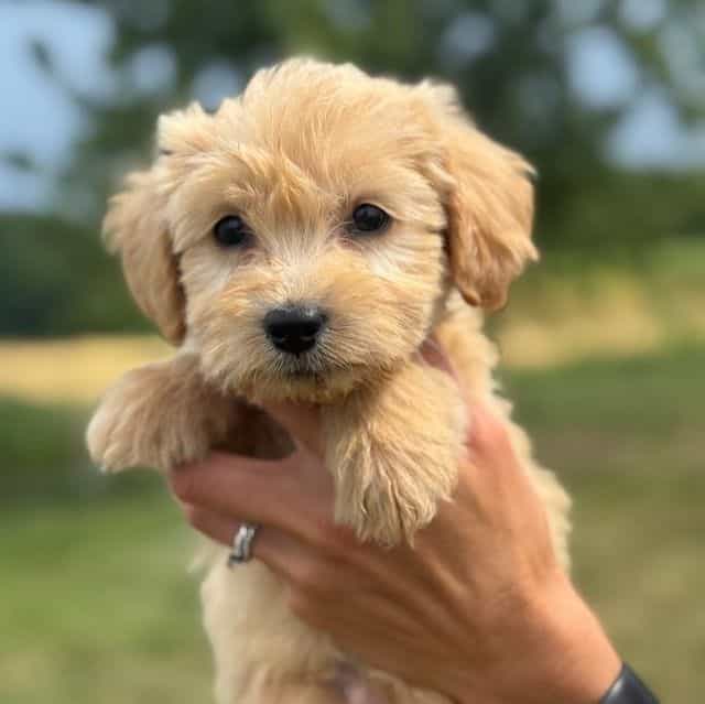 BLUE BOY - F1B - Goldendoodle Male