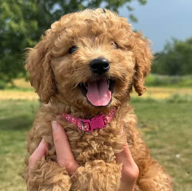 PINK GIRL - F1B - Goldendoodle Female