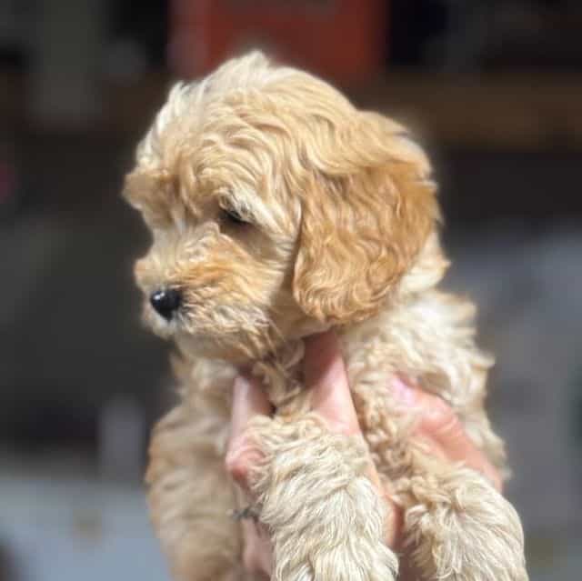 BROWN BOY - F1B - Goldendoodle Male
