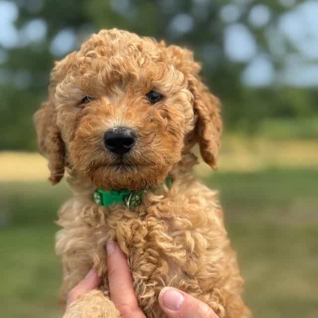 BRIGHT GREEN -  - Goldendoodle Male