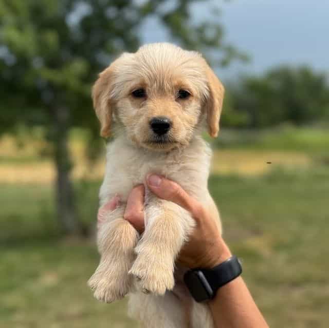 DARK GREEN - F1 - Goldendoodle Male