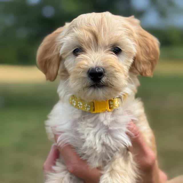YELLOW BOY - F1 - Goldendoodle Male