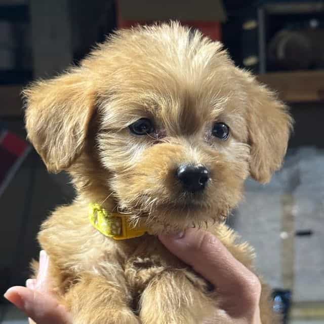 YELLOW GIRL - F - Goldendoodle Female