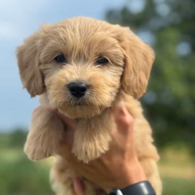 ORANGE BOY - F1 - Goldendoodle Male